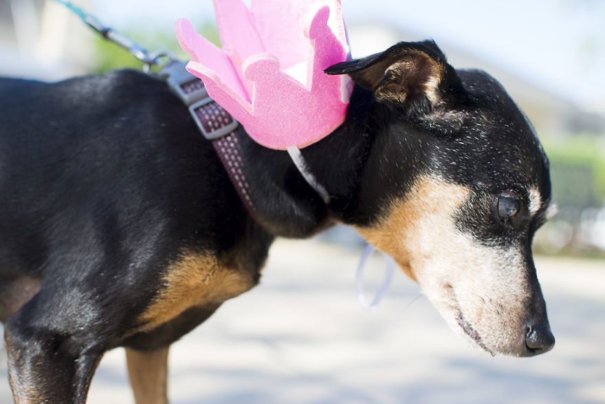 My Mom&#8217;s Dog Turned 15 So We Celebrated With A Puppy Ice Cream Party!