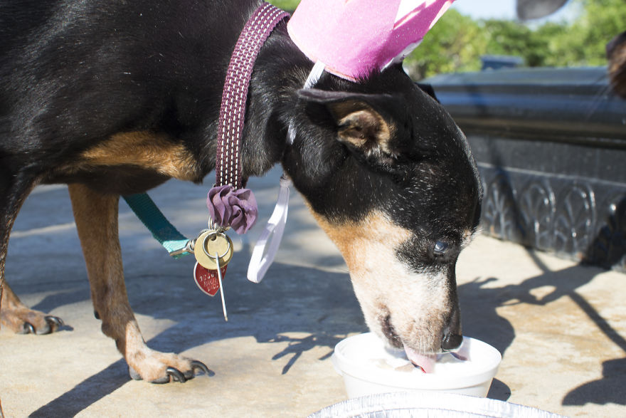 My Mom&#8217;s Dog Turned 15 So We Celebrated With A Puppy Ice Cream Party!