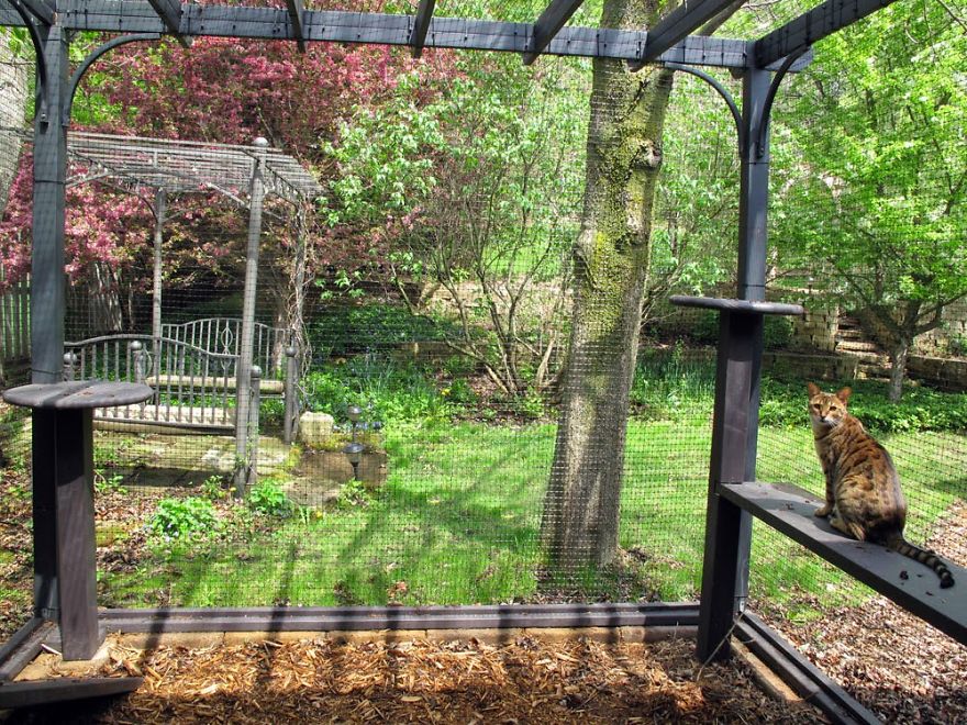 We Built A Beautiful Garden Catio For Our Formerly-Blind Bengal We Built A Beautiful Garden Catio For Our Formerly-Blind Bengal