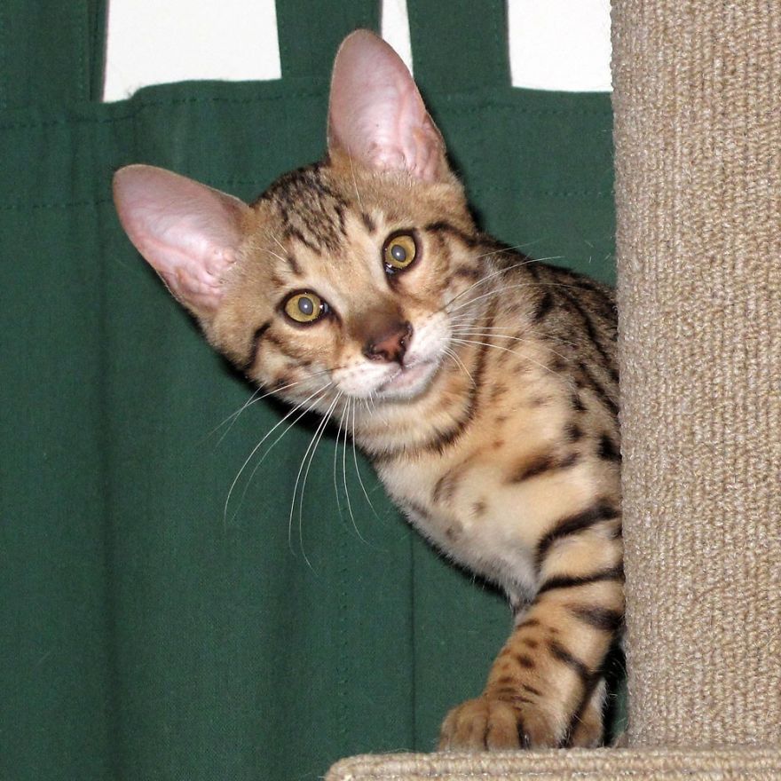 We Built A Beautiful Garden Catio For Our Formerly-Blind Bengal We Built A Beautiful Garden Catio For Our Formerly-Blind Bengal