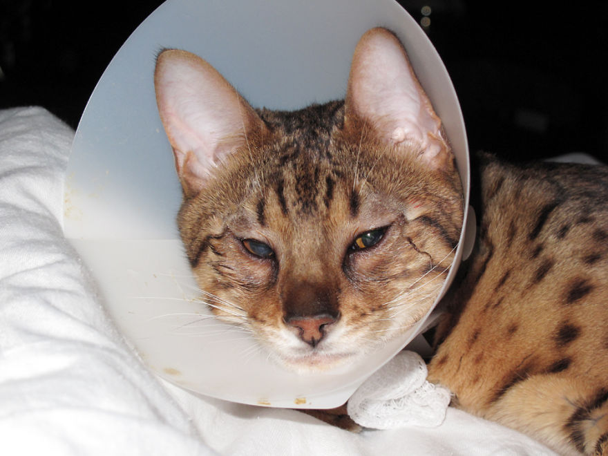 We Built A Beautiful Garden Catio For Our Formerly-Blind Bengal We Built A Beautiful Garden Catio For Our Formerly-Blind Bengal