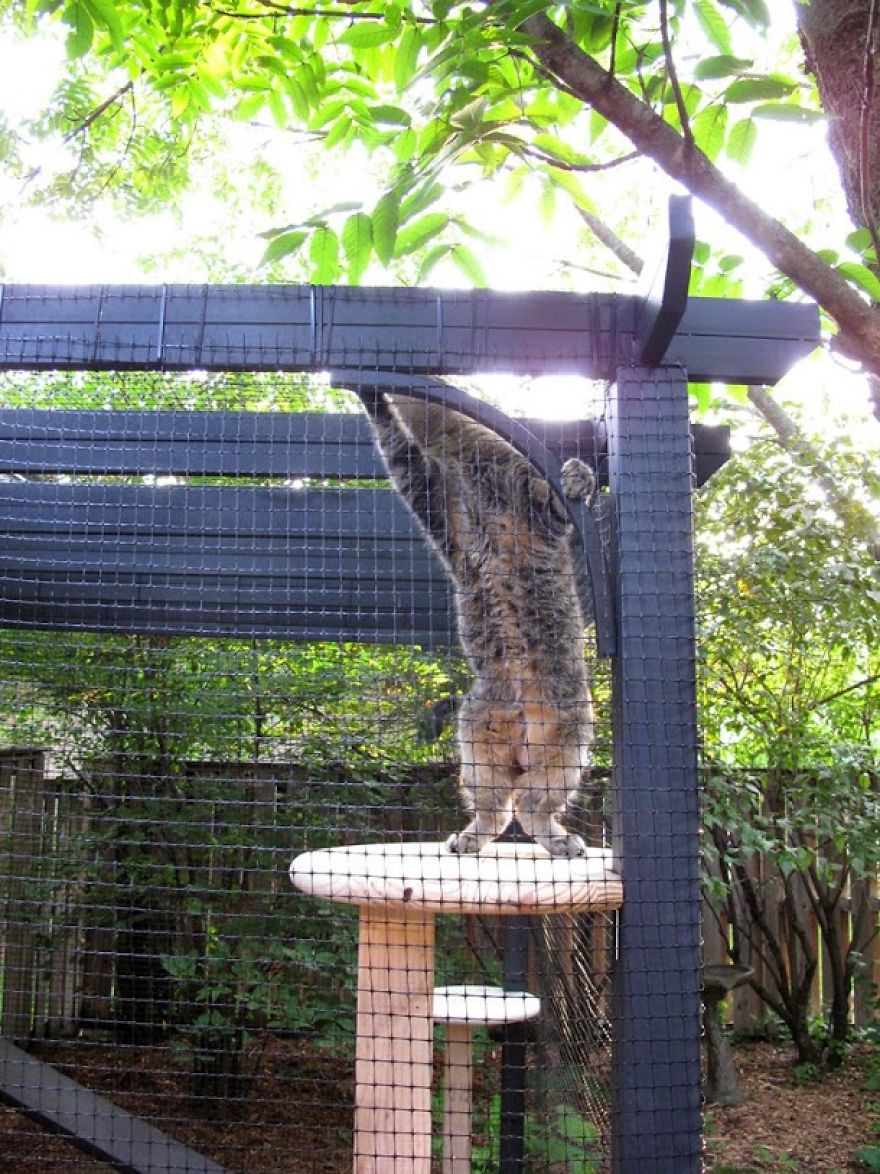 We Built A Beautiful Garden Catio For Our Formerly-Blind Bengal We Built A Beautiful Garden Catio For Our Formerly-Blind Bengal