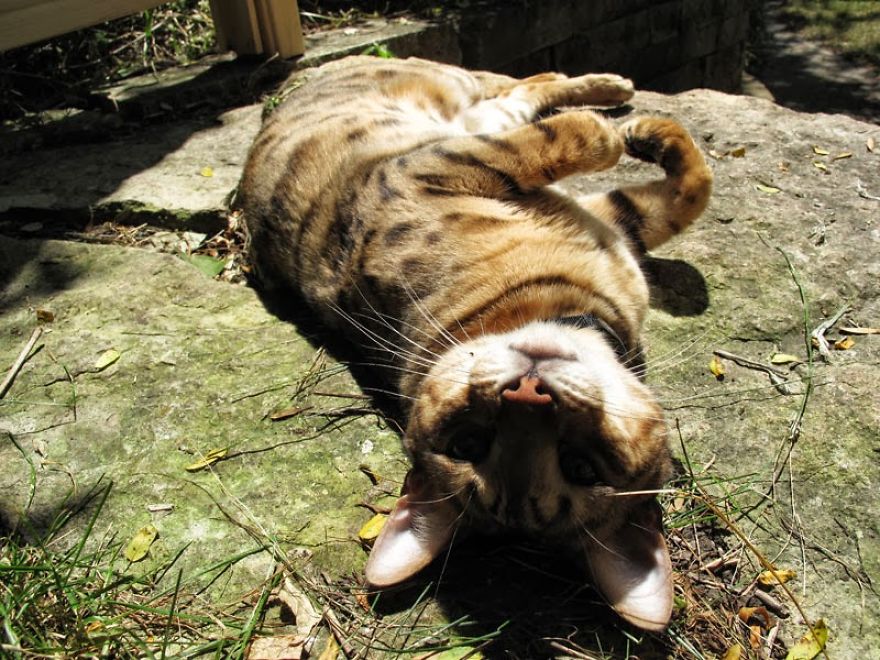 We Built A Beautiful Garden Catio For Our Formerly-Blind Bengal We Built A Beautiful Garden Catio For Our Formerly-Blind Bengal