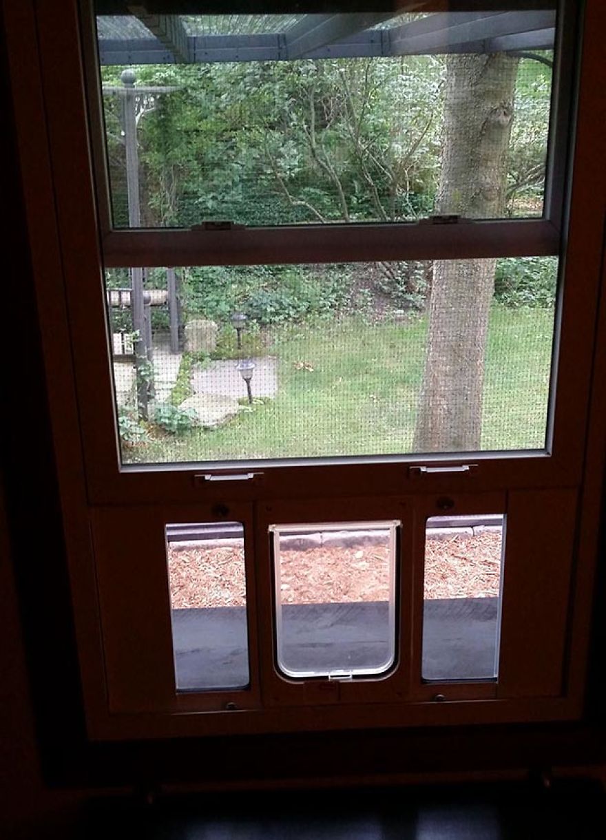 We Built A Beautiful Garden Catio For Our Formerly-Blind Bengal We Built A Beautiful Garden Catio For Our Formerly-Blind Bengal