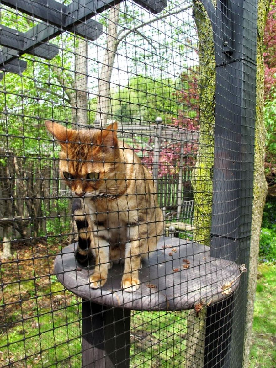 We Built A Beautiful Garden Catio For Our Formerly-Blind Bengal We Built A Beautiful Garden Catio For Our Formerly-Blind Bengal