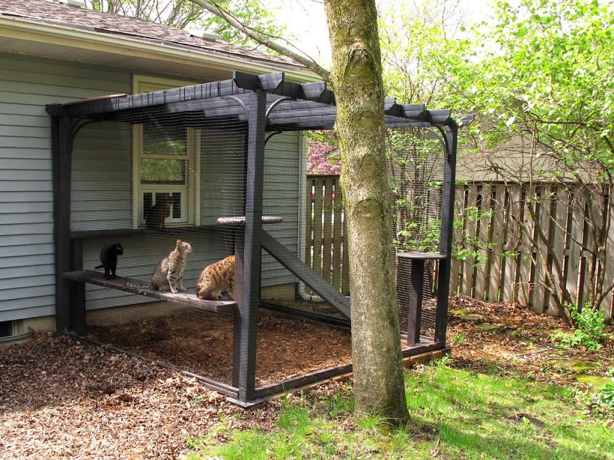 We Built A Beautiful Garden Catio For Our Formerly-Blind Bengal We Built A Beautiful Garden Catio For Our Formerly-Blind Bengal