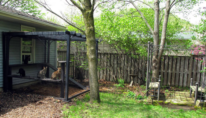 We Built A Beautiful Garden Catio For Our Formerly-Blind Bengal We Built A Beautiful Garden Catio For Our Formerly-Blind Bengal
