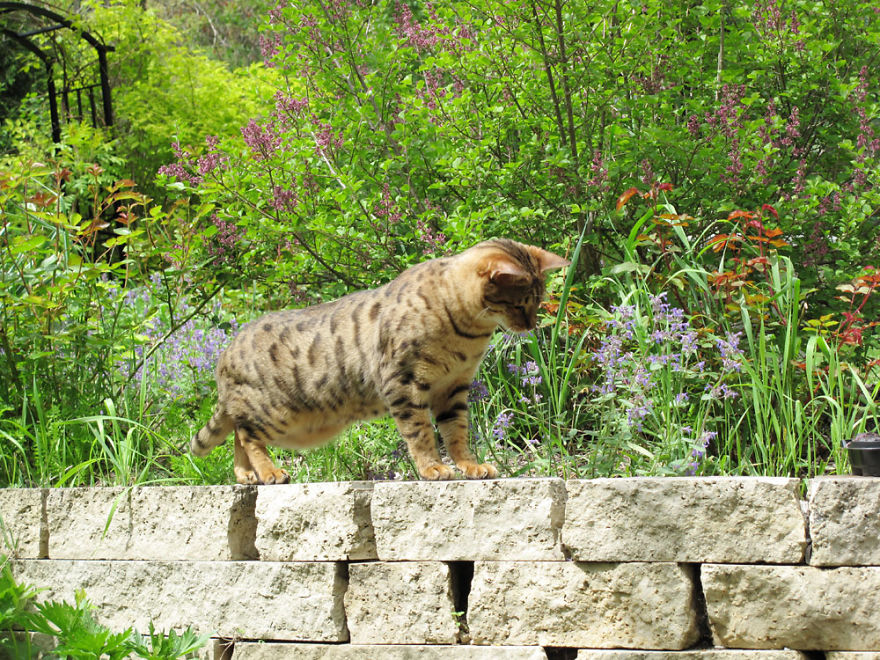 We Built A Beautiful Garden Catio For Our Formerly-Blind Bengal We Built A Beautiful Garden Catio For Our Formerly-Blind Bengal