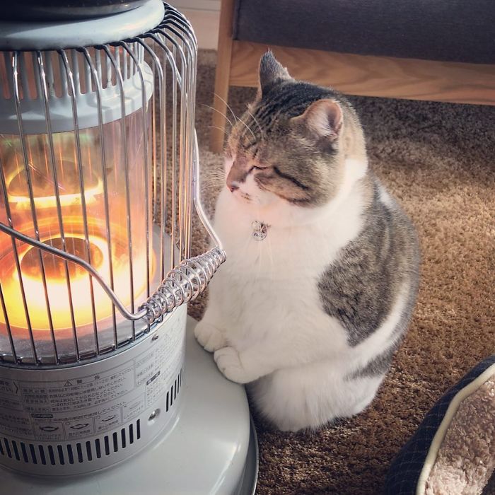 Hilarious Photos Of Cat Falling In Love With A Heater During Cold Weather Will Make Your Day
