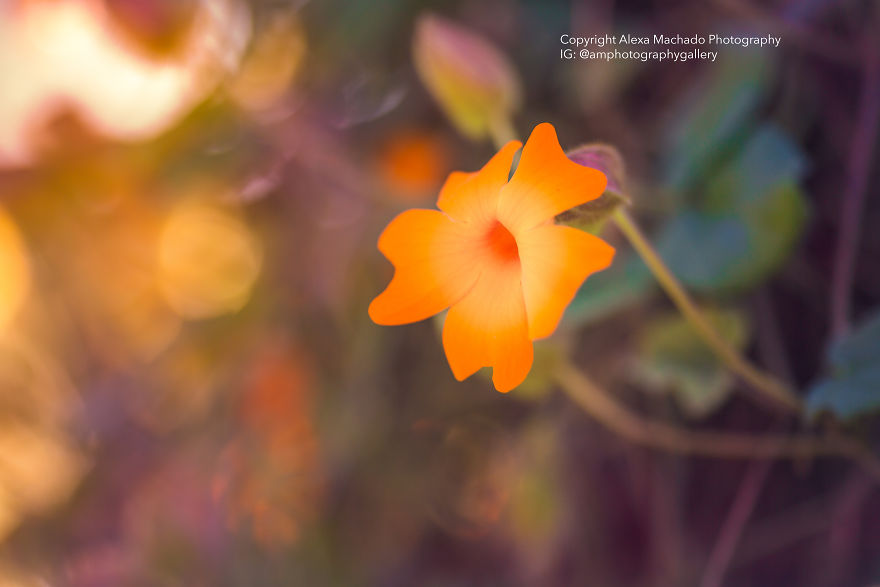 I Create Magical Floral Art From Mundane Photographs I Create Magical Floral Art From Mundane Photographs