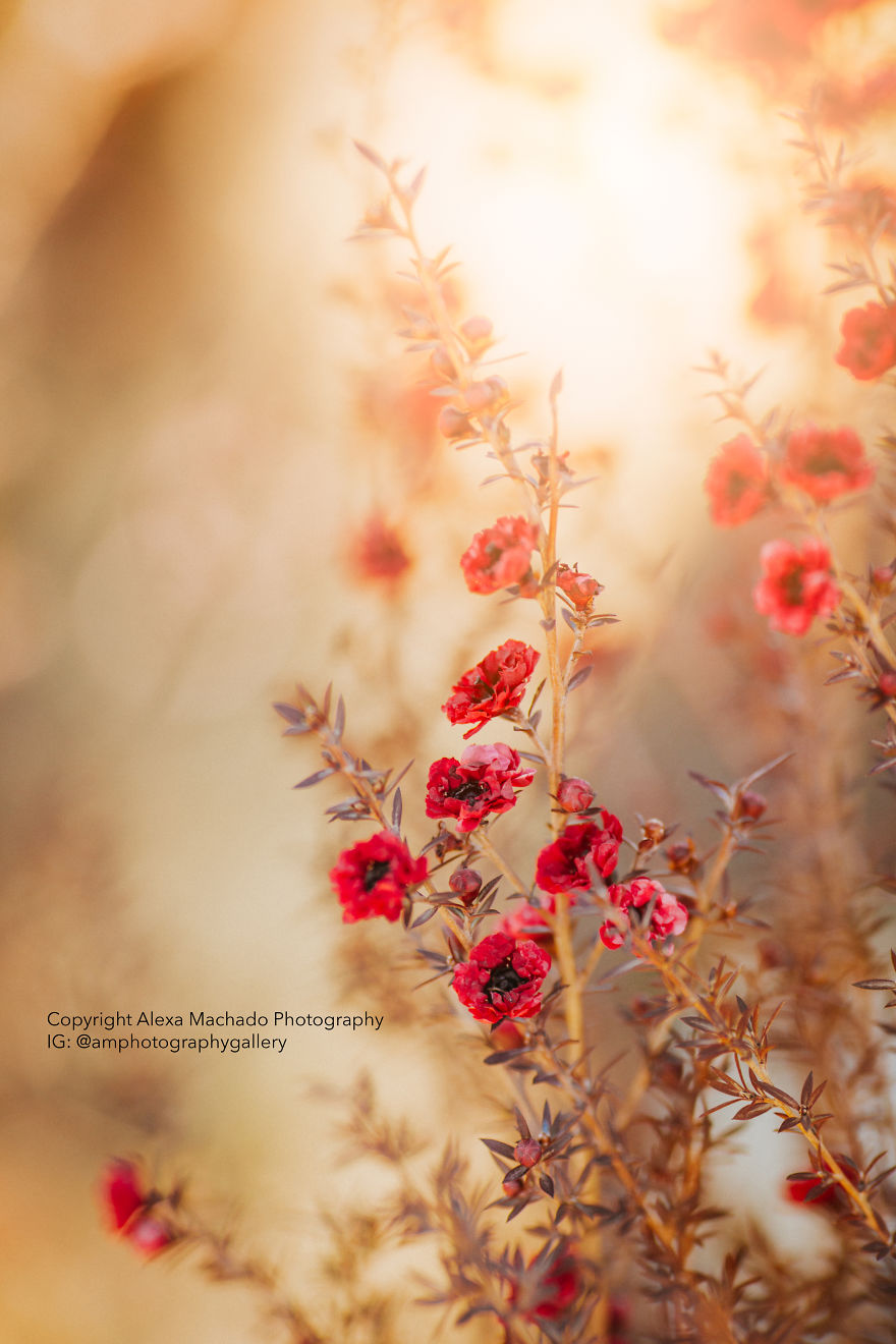 I Create Magical Floral Art From Mundane Photographs I Create Magical Floral Art From Mundane Photographs