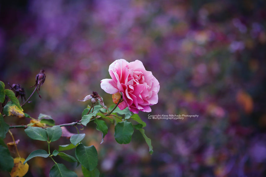 I Create Magical Floral Art From Mundane Photographs I Create Magical Floral Art From Mundane Photographs