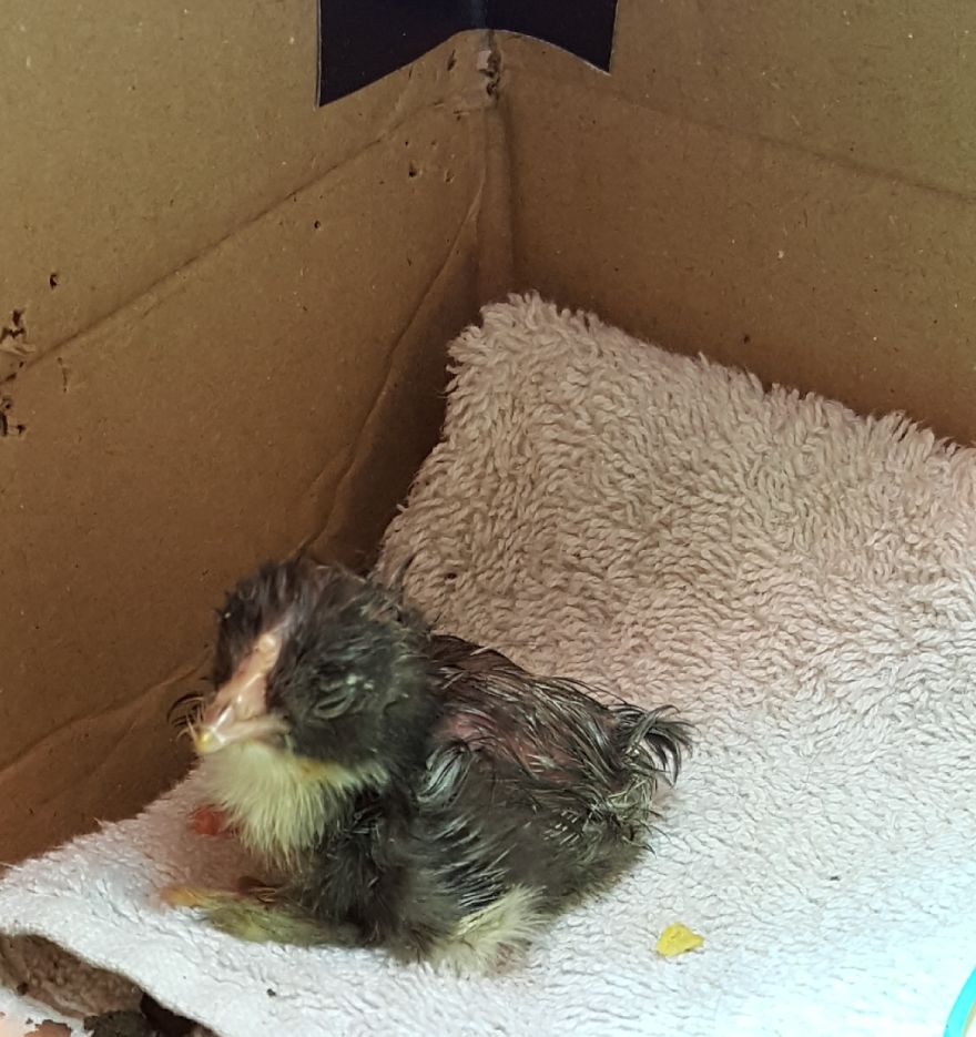 Sir Peep Peep, The Sassy Chick Sir Peep Peep, The Sassy Chick