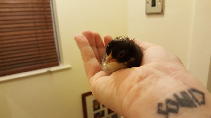 Sir Peep Peep, The Sassy Chick Sir Peep Peep, The Sassy Chick