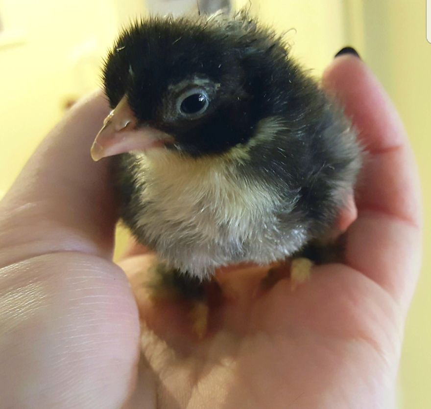 Sir Peep Peep, The Sassy Chick Sir Peep Peep, The Sassy Chick