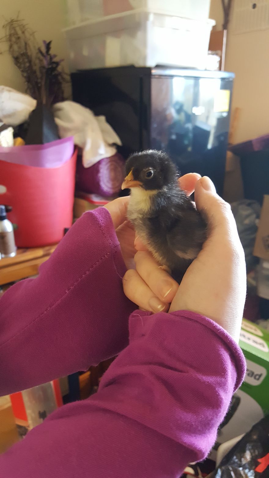 Sir Peep Peep, The Sassy Chick Sir Peep Peep, The Sassy Chick