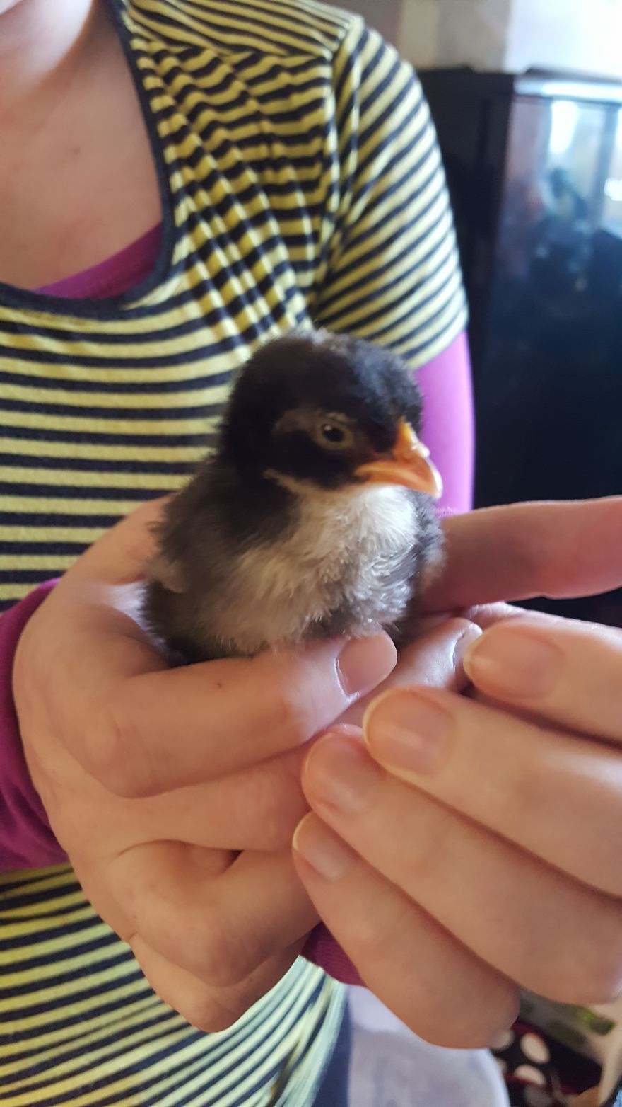 Sir Peep Peep, The Sassy Chick Sir Peep Peep, The Sassy Chick