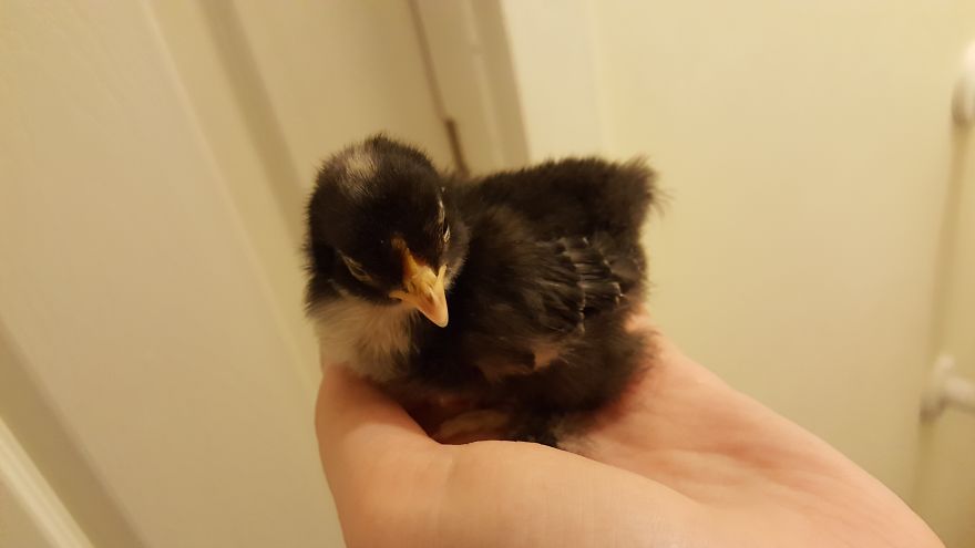 Sir Peep Peep, The Sassy Chick Sir Peep Peep, The Sassy Chick