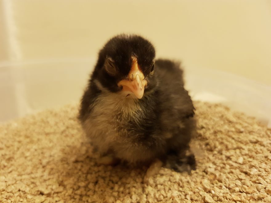 Sir Peep Peep, The Sassy Chick Sir Peep Peep, The Sassy Chick