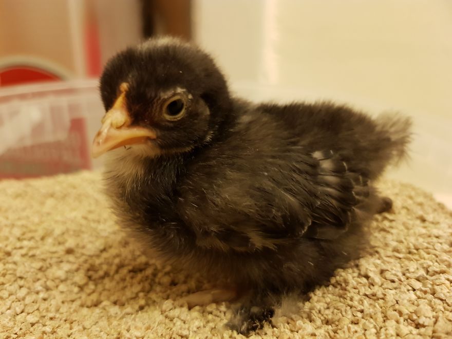 Sir Peep Peep, The Sassy Chick Sir Peep Peep, The Sassy Chick