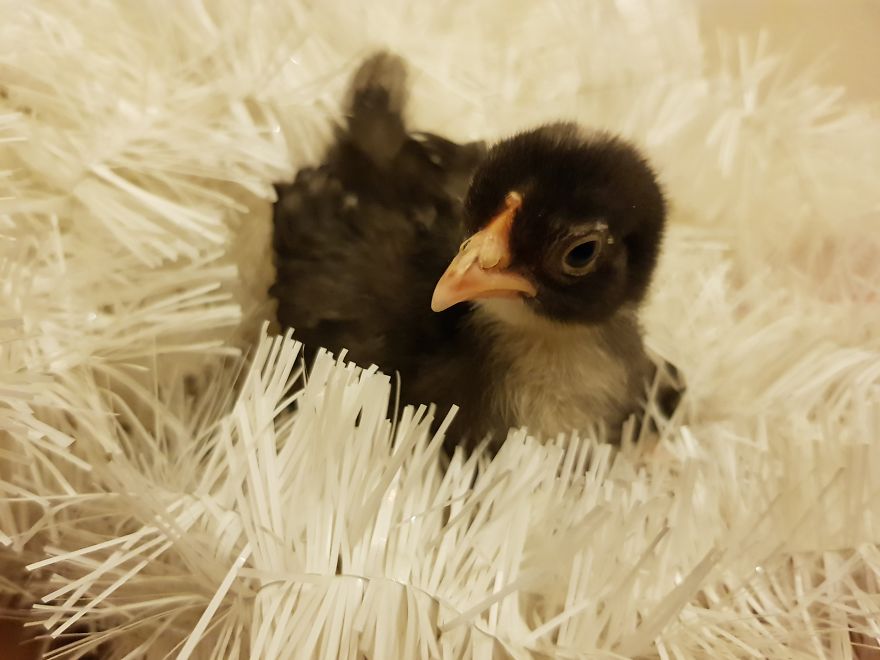 Sir Peep Peep, The Sassy Chick Sir Peep Peep, The Sassy Chick