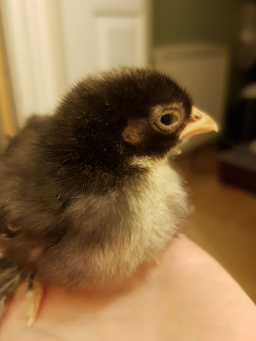 Sir Peep Peep, The Sassy Chick Sir Peep Peep, The Sassy Chick