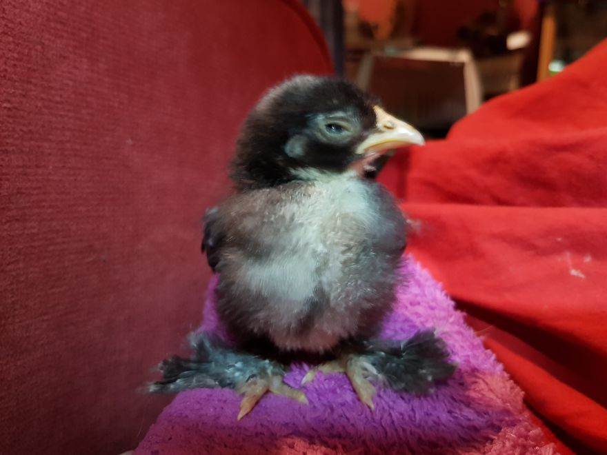 Sir Peep Peep, The Sassy Chick Sir Peep Peep, The Sassy Chick