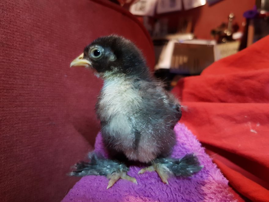 Sir Peep Peep, The Sassy Chick Sir Peep Peep, The Sassy Chick