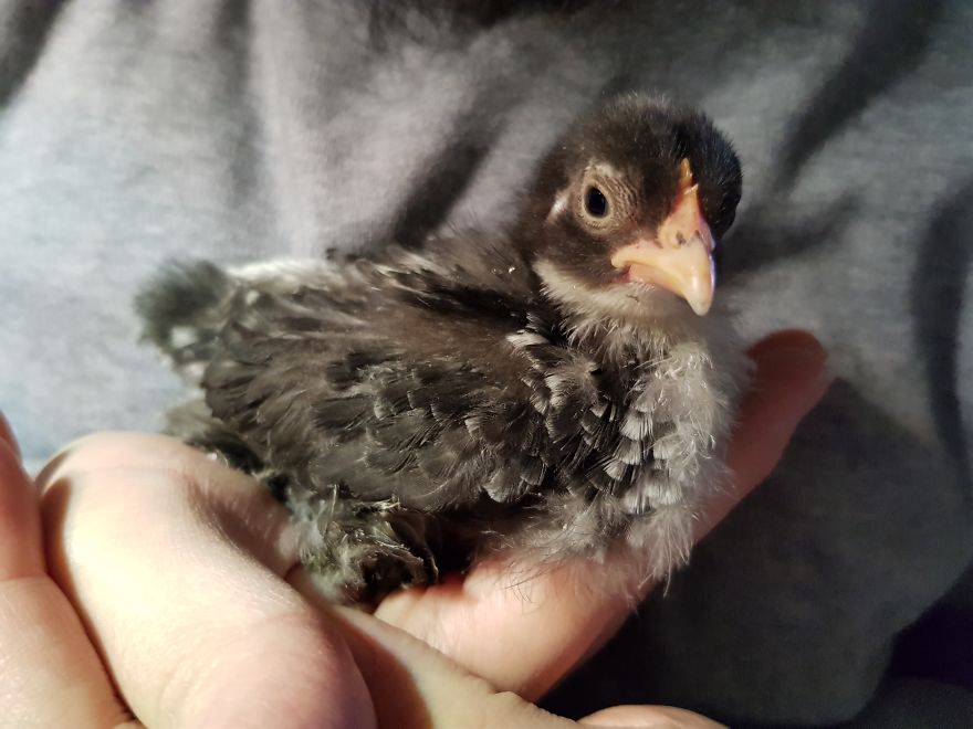 Sir Peep Peep, The Sassy Chick Sir Peep Peep, The Sassy Chick