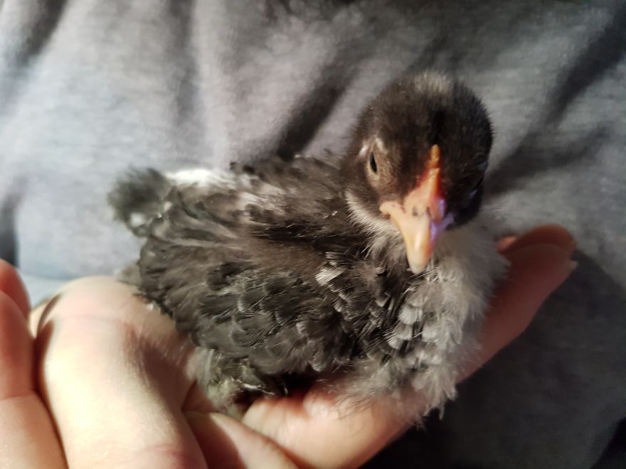 Sir Peep Peep, The Sassy Chick Sir Peep Peep, The Sassy Chick