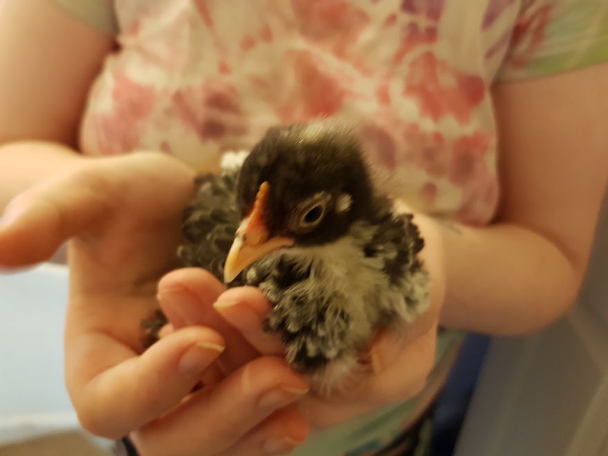 Sir Peep Peep, The Sassy Chick Sir Peep Peep, The Sassy Chick