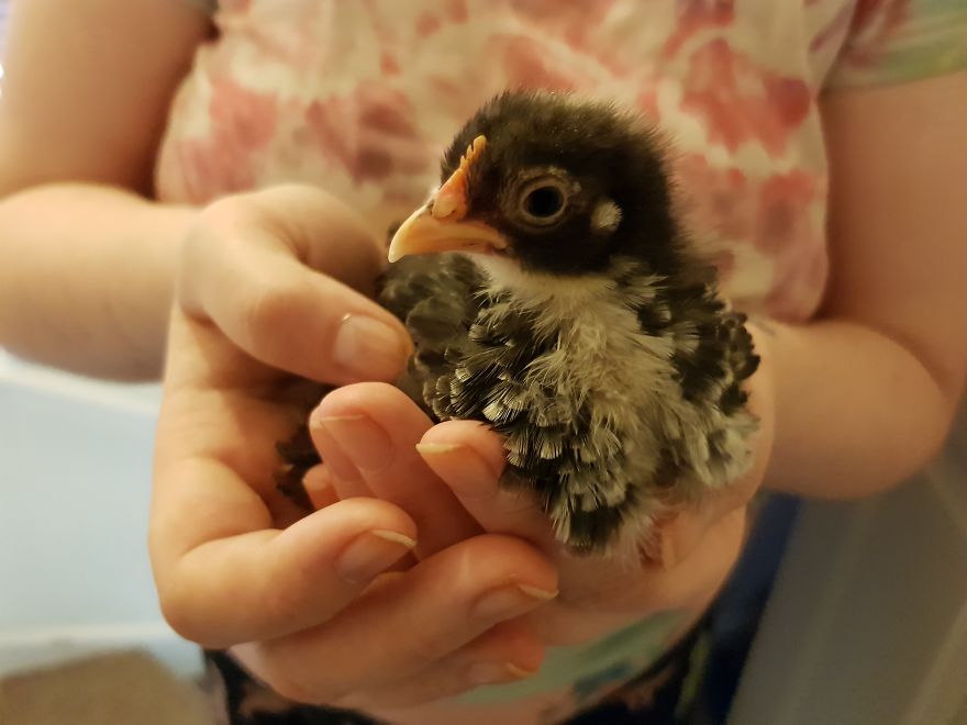 Sir Peep Peep, The Sassy Chick Sir Peep Peep, The Sassy Chick