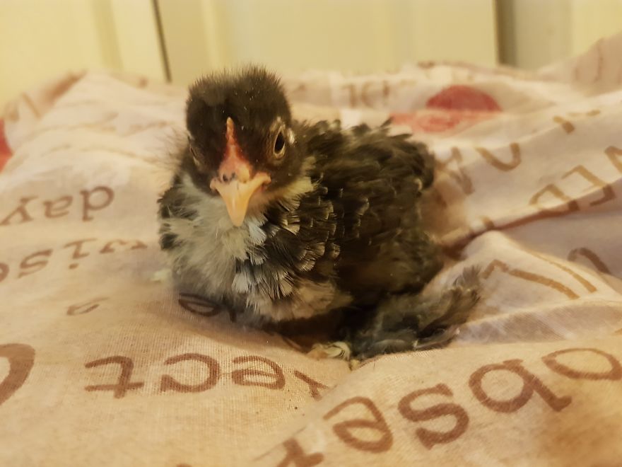 Sir Peep Peep, The Sassy Chick Sir Peep Peep, The Sassy Chick