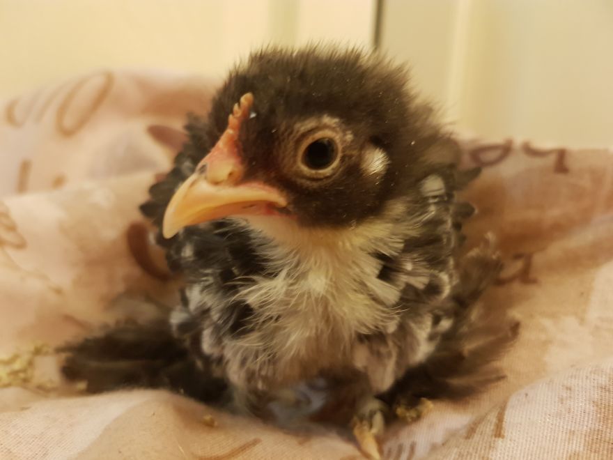 Sir Peep Peep, The Sassy Chick Sir Peep Peep, The Sassy Chick