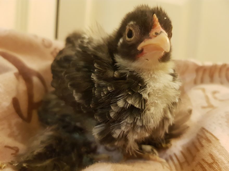 Sir Peep Peep, The Sassy Chick Sir Peep Peep, The Sassy Chick