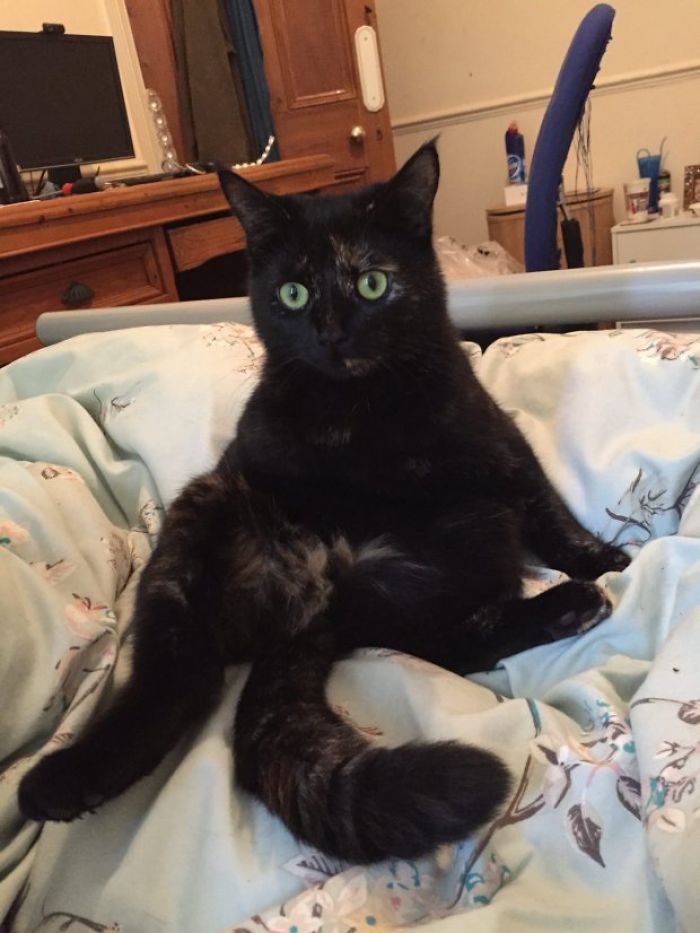 Cat Figures Out Owner Does Not Enjoy Her Live Gifts, Starts Bringing Giant Leaves Every Morning