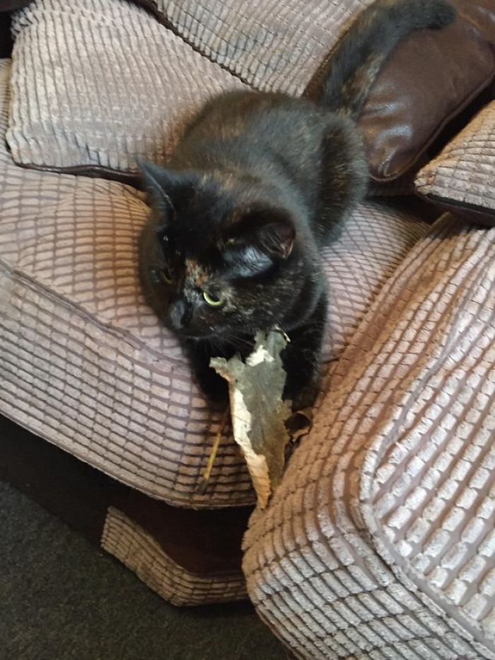 Cat Figures Out Owner Does Not Enjoy Her Live Gifts, Starts Bringing Giant Leaves Every Morning