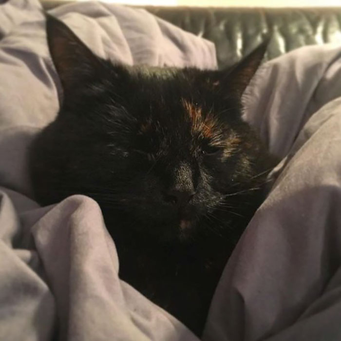 Cat Figures Out Owner Does Not Enjoy Her Live Gifts, Starts Bringing Giant Leaves Every Morning