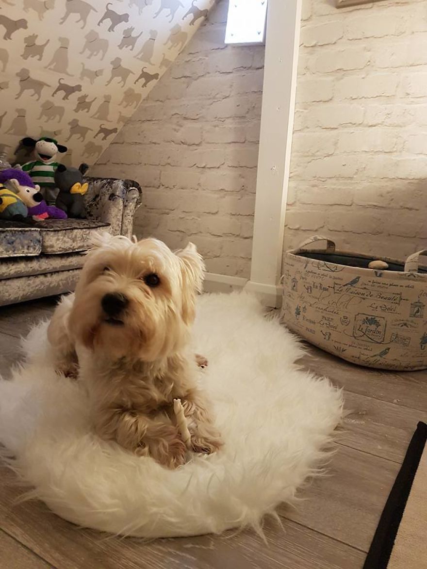 Our Dog Was Getting A Human Sister, So I Built Her A Room Under The Stairs &#8211; It Turned Out Better Than Expected