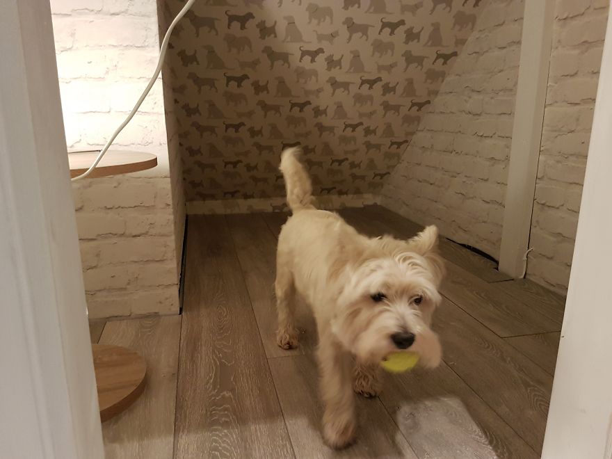 Our Dog Was Getting A Human Sister, So I Built Her A Room Under The Stairs &#8211; It Turned Out Better Than Expected