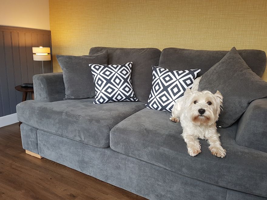 Our Dog Was Getting A Human Sister, So I Built Her A Room Under The Stairs &#8211; It Turned Out Better Than Expected