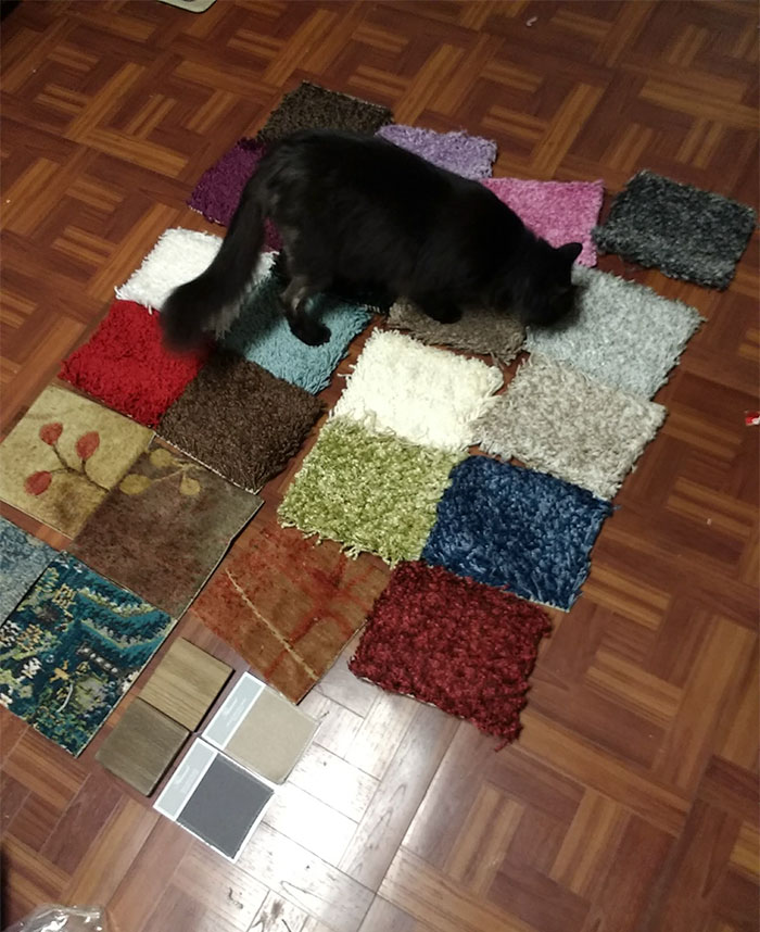 Woman Thinks She Hacked Amazon By Ordering A Ton Of Free Carpet Samples, Regrets It Immediately Woman Thinks She Hacked Amazon By Ordering A Ton Of Free Carpet Samples, Regrets It Immediately