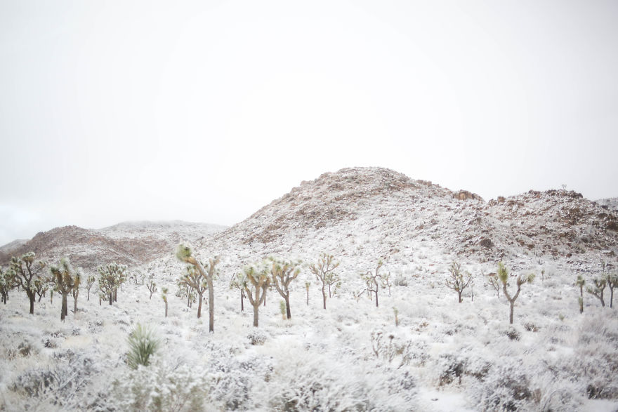 Snow In Joshua Tree National Park Snow In Joshua Tree National Park