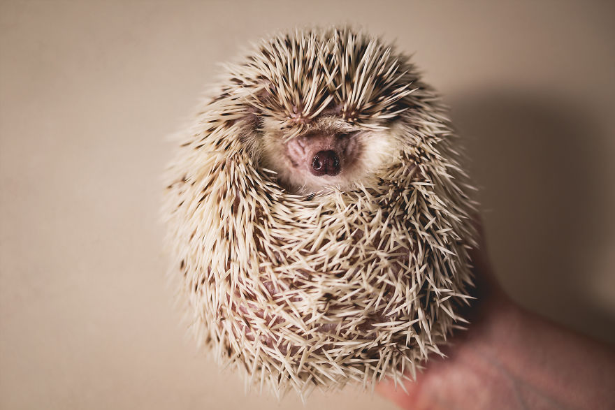 Hangry Haru The Hedgehog