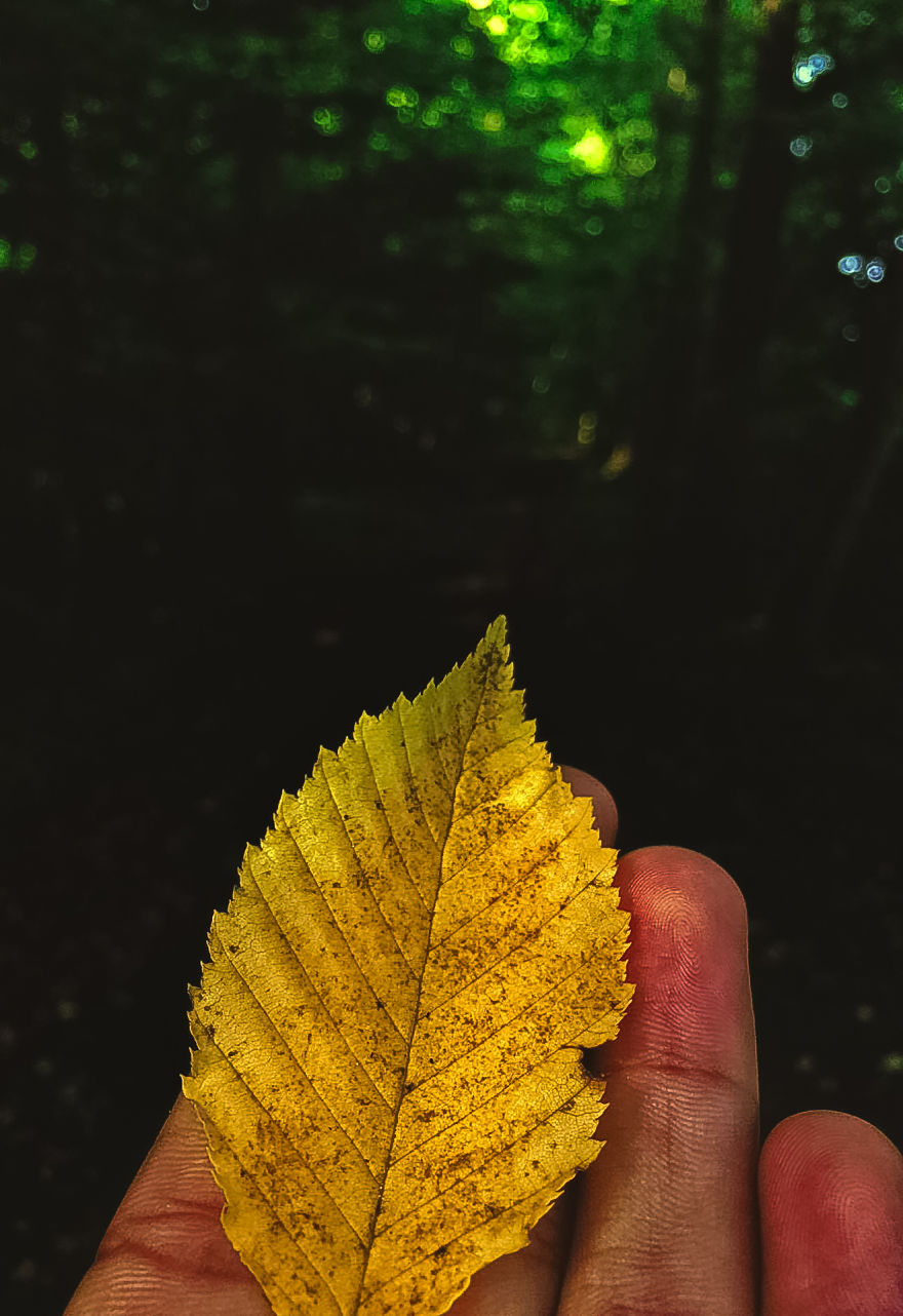 I Have Been Taking Pictures With My iPhone 5s, And Here Are Some Of The Results I Have Been Taking Pictures With My iPhone 5s, And Here Are Some Of The Results