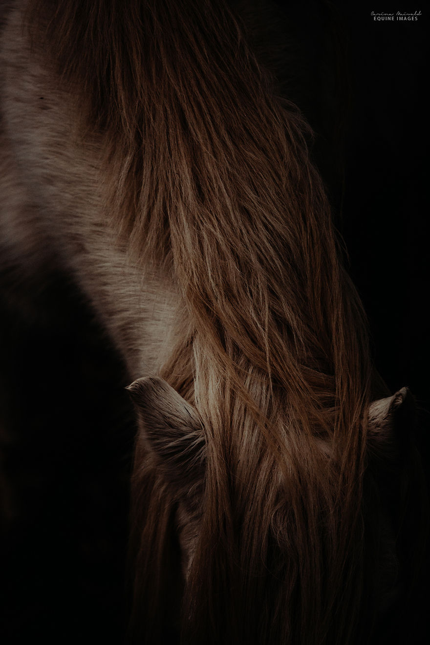 In Scotland I Met Mystical Highland Ponies Who Seemed Like Ghosts