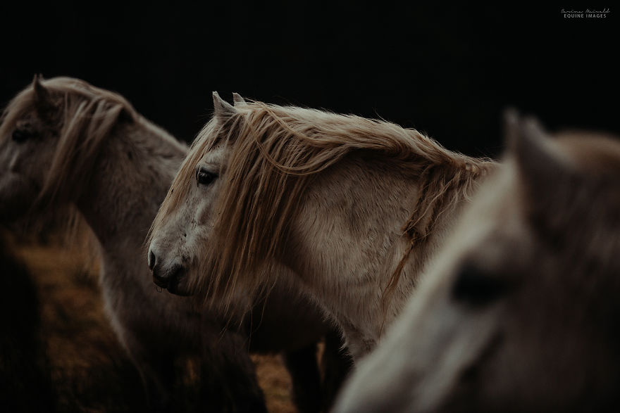 In Scotland I Met Mystical Highland Ponies Who Seemed Like Ghosts