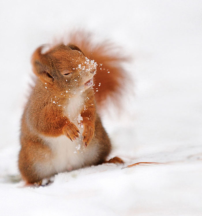 50 Adorable Pics To Celebrate Squirrel Appreciation Day 50 Adorable Pics To Celebrate Squirrel Appreciation Day