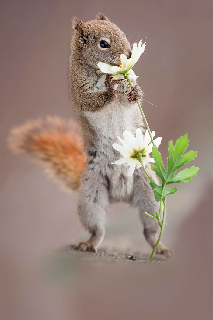 50 Adorable Pics To Celebrate Squirrel Appreciation Day 50 Adorable Pics To Celebrate Squirrel Appreciation Day