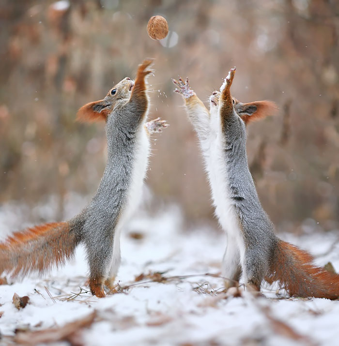 50 Adorable Pics To Celebrate Squirrel Appreciation Day 50 Adorable Pics To Celebrate Squirrel Appreciation Day